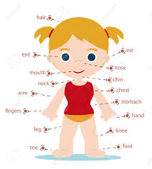Girl Body Parts Chart For School