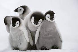 Penguin cute