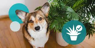 Pet Safe Houseplants For Your Home