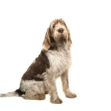 Find the perfect spinone italiano puppy at puppyfind. Spinone Italiano Full Profile History And Care