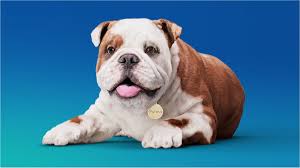 Sampath Speaking" - the thoughts of an Insurer from Thiruvallikkeni:  Winston Churchill - Bengal famine ! - dog as mascot !!