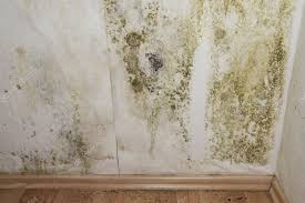 Should I Buy A House With A Moldy Basement