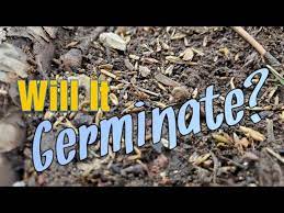 will gr seed germinate sitting right