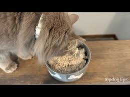 recipe easy homemade kitten food you