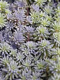 sedum blue carpet stonecrop from