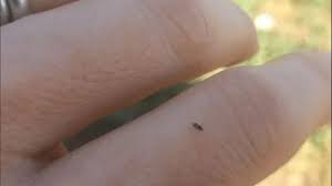 the tiny black bug with a huge bite