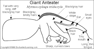 Image result for American Giant Anteater