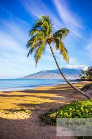 Maui Hawaii Poster Curved Palm Tree