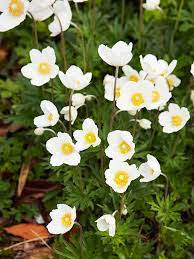 Use white flowers alone in a white flower garden or pair them with any other flower color.white goes with everything! 19 Of The Earliest Blooms To Look For In Spring Woodland Flowers Early Spring Flowers Flowers Perennials
