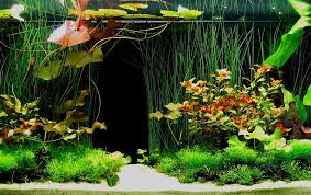mini aquarium design nature water