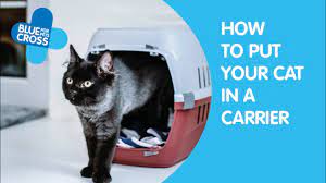 how to put your cat into a carrier