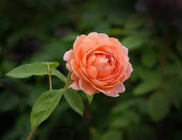 free stock photo of one orange rose