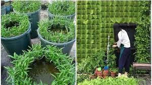 Cara berkebun efektif di lahan sempit. Lahan Sempit Di Rumah Dan Ingin Tanam Sayuran Ini Tips Caranya Efektif Dan Sangat Mudah Sriwijaya Post