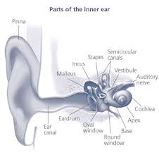 Noise Induced Hearing Loss Nidcd