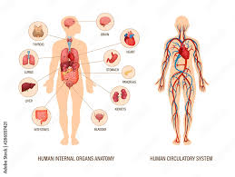 human body anatomy infographic of