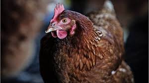 Everyone wants to own the best backyard chickens! Backyard Chickens Are The Best Here S Why You Need Some Stuff Co Nz