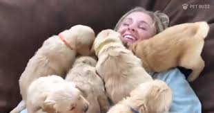 With tenor, maker of gif keyboard, add popular pile puppies animated gifs to your conversations. Adorable Golden Retriever Puppy Pile Will Warm Your Heart Pet Buzz