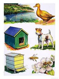 Animals And Their Homes Giclee Print By Art Com