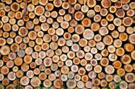 Calculating Timber Prices A Formula For Sawmills