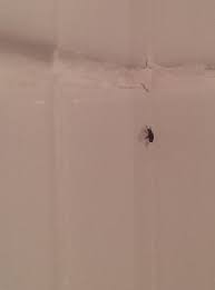 flies in our bathroom doityourself