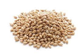 barley definition and meaning collins