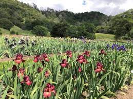 the iris flower farms and gardens
