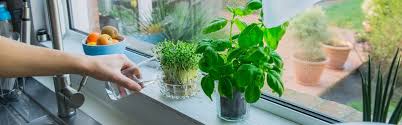 Herbs You Can Grow In Water Again And