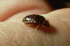 bedbugs how to get rid of them