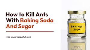 kill ants with baking soda and sugar