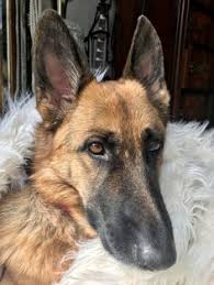 We emphasize on proper care and upbringing of each of our puppies to ensure the correct development of personality. 900 German Shepherd Part 37 Ideas German Shepherd Shepherd German