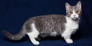 munchkin cat breed size appearance