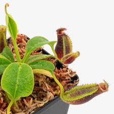 Scarlet belle is the result of a cross between s. Nepenthes Robcantleyi X Lowii Mulu Fv 064
