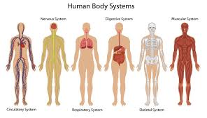 Human Body Systems Human Body Systems Human Body Diagram