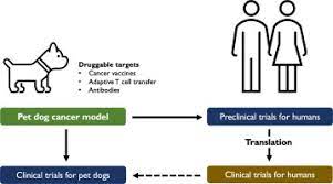 Do environmental pollutants cause cancer in dogs? Translational Oncotargets For Immunotherapy From Pet Dogs To Humans Sciencedirect