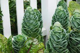 how to grow and care for collard greens