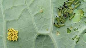 how to get rid of cabbage worms dengarden