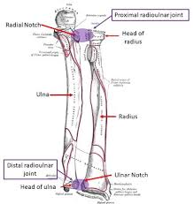 what two arm bones form the forearm