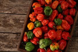 scotch bonnet what is it and how to