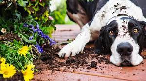 Dog Friendly Garden Tips For The