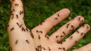 Unlike many other ants, fire ants do not really bite, they sting. Do Ants Bite Humans Insect Cop