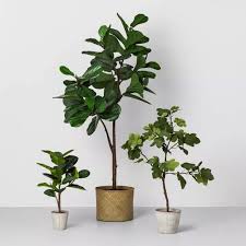 Polyester, plastic, styrofoam, iron wire. 18 Target Finds To Spruce Up Your Wedding Registry And New Home A Lowcountry Wedding Blog Magazine Charleston Savannah Hilton Head Myrtle Beach Potted Plants Plants Rubber Tree