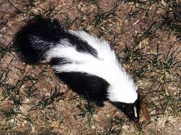 my yard skunks racs or moles