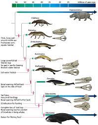 molecular genetics of whale evolution