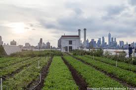 8 Of Nyc S Rooftop Farms Jetblue Farm