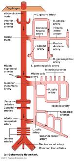 The Cardiovascular System Blood Vessels