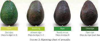 Figure 2 From Assessment Of Ripening Degree Of Avocado By