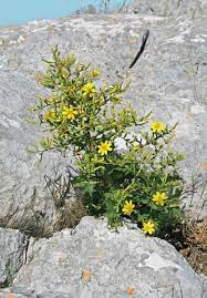 Lactuca longidentata, flora di Sardegna