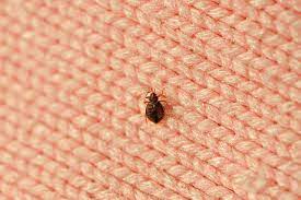 can bed bugs live in the carpet pestclue