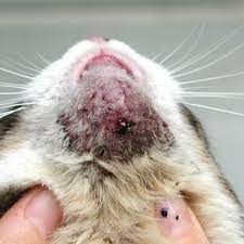 feline chin acne with multiple