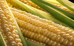 What is a ear of corn?